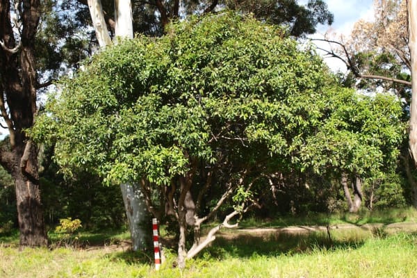 A well-grown Mock Olive (Notelaea venosa) showing its low but spreading canopy. Image by Byron Cawthorne-MacGregor. 