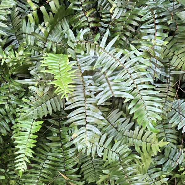 Looked at closely, the fronds of Sickle Fern are quite different from those of the introduced Fishbone Fern. They're at least as pretty and much better for local biodiversity. Image by Emma Rooksby.