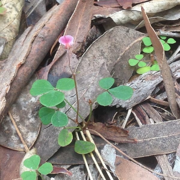 This teeniest tiniest of climbers is Pullenia gunnii or Slender Tick Trefoil, and when it's in flower it moves from being a barely-noticeable-clover-thing to really really pretty. Image by Emma Rooksby.