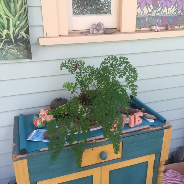 A. very happy Maidenhair Fern (Adiantum aethiopicum) in a pot on a verandah. Image by Emma Rooksby.