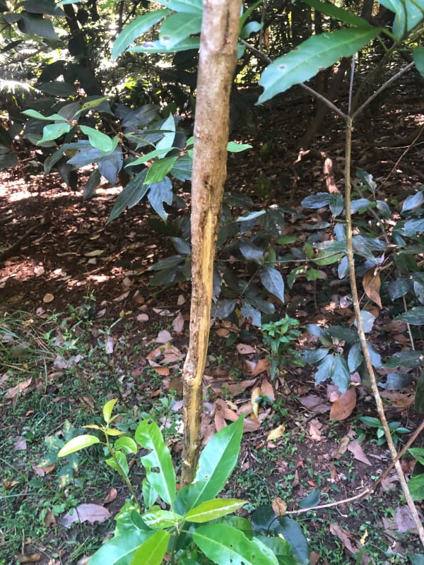 This Native Cascarilla (Croton verreauxii) sapling has been ringbarked by deer. The plant is reshooting from below the area of damage and may yet survive. Image by Emma Rooksby.