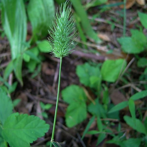 The other Hedgehog Grass, Echinopogon caespitosus, prefers sandy soil and has longer and less compact seed heads. Image courtesy of Barry Ralley.