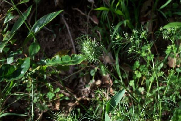 This is Echinopogon ovatus, common name Forest Hedgehog Grass, though I reckon we should start calling it Forest Echidna Grass! Image courtesy of Barry Ralley.