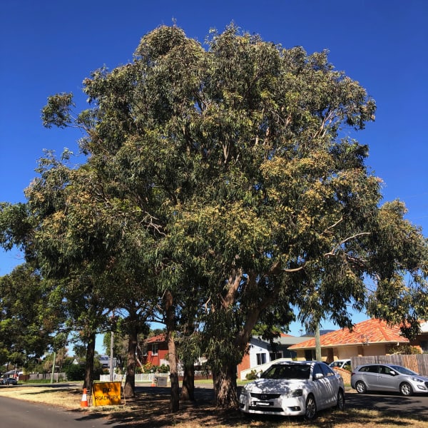 A local Woollybutt (Eucalyptus longifolia) growing happily as a street tree in Corrimal. Image by Emma Rooksby.