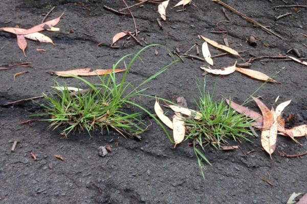 Not the most flattering photograph perhaps, but this one shows the form of Brown's Lovegrass. Plants can get a bit larger and floppier than this, as these ones are growing in very tough conditions in a crack in some bitumen. Image by Emma Rooksby.