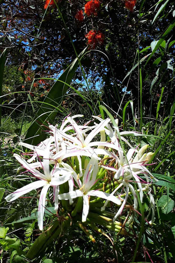 Swamp Lily (Crinum pedunculatum) flowers are extremely appealing. They grow in umbels (clusters at the end of the flower stem or scape) of between 10 and 40 separate flowers. Image by Carl Glaister.