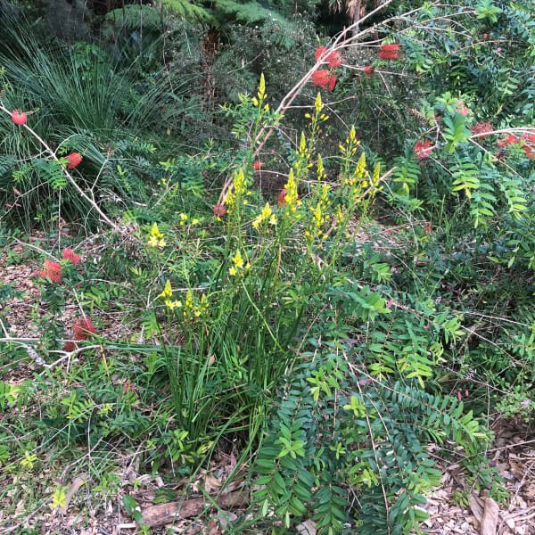 A bunch of Bulbine Lilies in a garden setting, putting out tall flower spikes to get above the surrounding vegetation. Image by Emma Rooksby. 