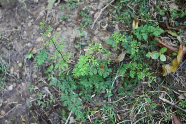 Cheilanthes sieberi growing happily during a very dry period (2016). Image by Emma Rooksby. 