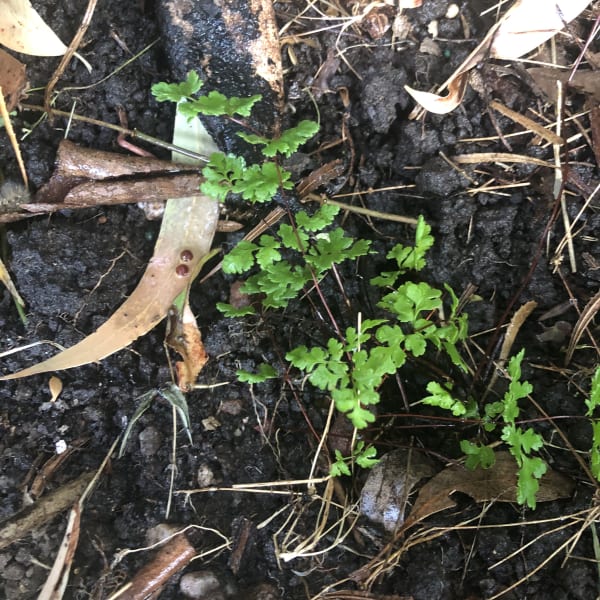 This little Cheilanthes sieberi has settled in well on a north-facing rocky slope where it gets sprinkles of water from the bird bath nearby. Image by Emma Rooksby.  