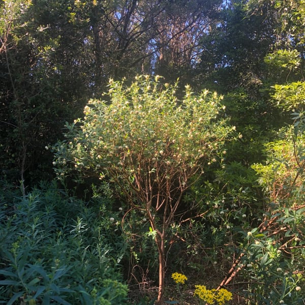 The Tall Rice Flower has a distinct preference for dappled sun conditions on higher elevations. The former can make it tricky to photograph. Image by Emma Rooksby.