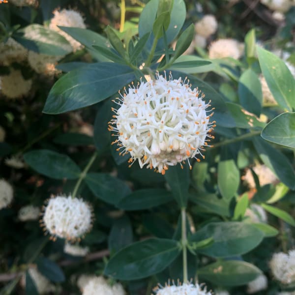 The inflorescences of Tall Rice Flower are actually made up of numerous separate small flowers, growing together to form a ball or pom-pom shape. Each flower has bright yellow stamens at its centre. Image by Emma Rooksby.
