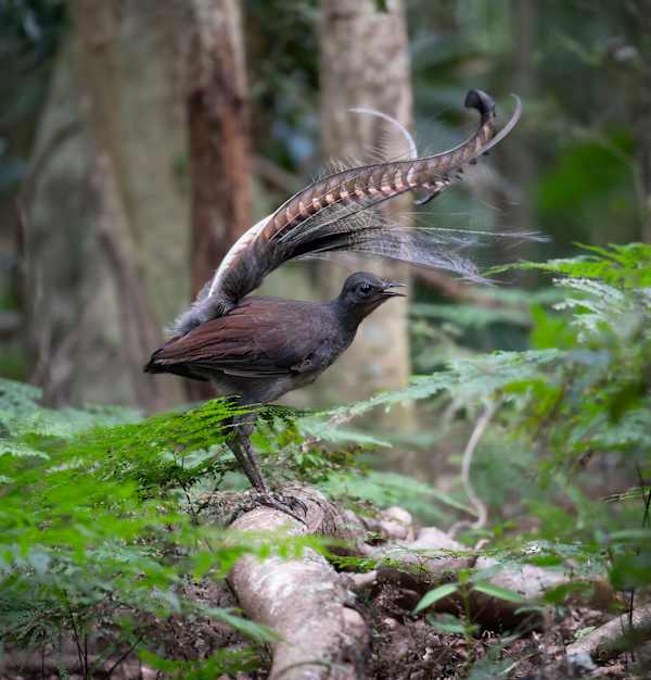 The Wiritjiribin, or Superb Lyrebird, is out and about, with males courting females in the rainforests of the escarpment. Image by Keith Horton.