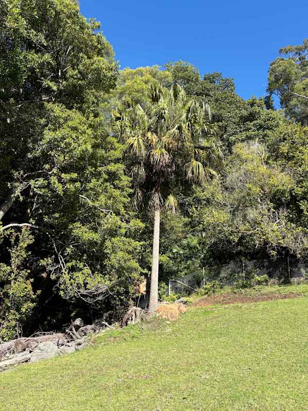 A Cabbage Tree or Dharawal Palm just coming into flower on the escarpment. Image by Emma Rooksby.