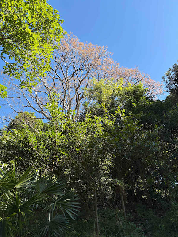 New foliage of a large Red Cedar (Toona ciliata) just emerging. In a week or so the Red Cedars will be clearly visible along the escarpment. Image by Emma Rooksby.