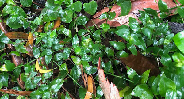 Trad (Tradescantia fluminensis), one of many widespread exotic plants that have become environmental weeds. Planting local native species avoids any risk of introducing the next major environmental weed to a waterway. Image by Emma Rooksby.