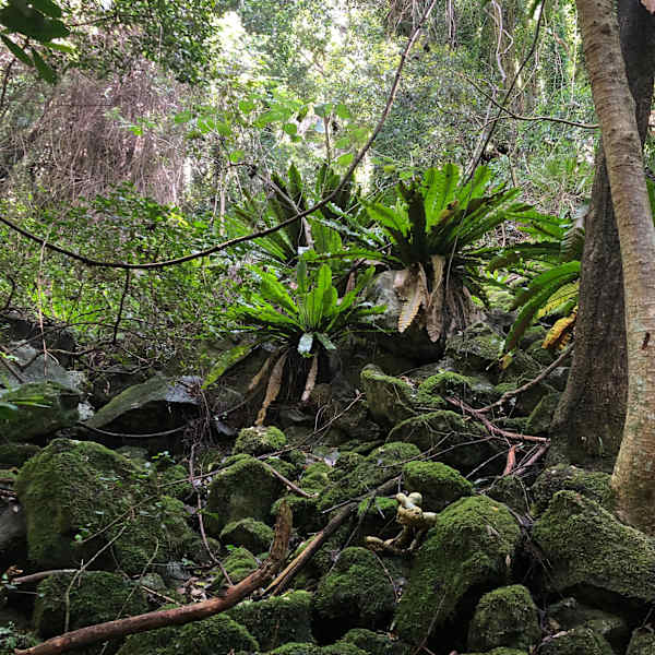 The top of bank of a watercourse isn't always self-evident. This wide stony waterway is in a deep gully with the top of bank difficult to discern. Image by Emma Rooksby.