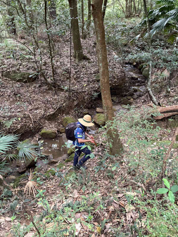 This waterway in Balgownie shows compound channel morphology. The micro-channel is visible in the centre of the image, while the surrounding slopes are within a macro-channel composed of alluvial (or taluvial) soils. Just downstream of this spot it is possible to discern the upper extent of the macro-channel. Image by Emma Rooksby.