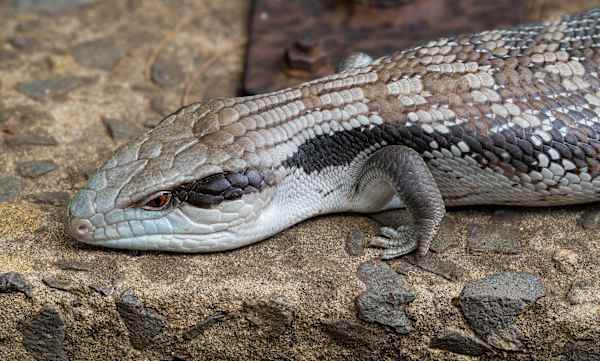 We won't be seeing lizards such as the Blue-tongue Skink for a few months yet. This Blue-tongue spent winters in an old drain pipe at our place for many years. Image by Keith Horton.