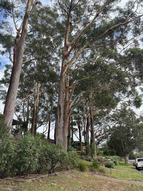 This grove of majestic Blackbutts (Eucalyptus pilularis) is in suburban Woonona, and the trees are spread out in the gardens and verges of around eight or nine different properties. Together they create significant habitat and part of a green corridor between the escarpment and the coast. Native understorey vegetation is germinating below the trees and providing further habitat. These trees feature in Leon Fuller's book Wollongong's Native Trees and have stood in the area for decades at least. Image by Emma Rooksby.