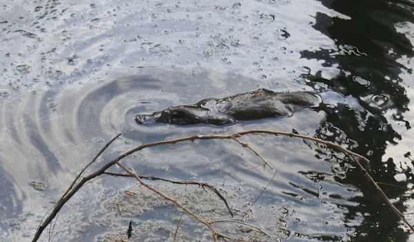 Platypus (Ornithorhynchus anatinus), one of the most appealing and elusive local mammals, was once present in most of the local waterways. It is now very uncommon, and its presence and numbers are uncertain. Image by Hugh Sheil.