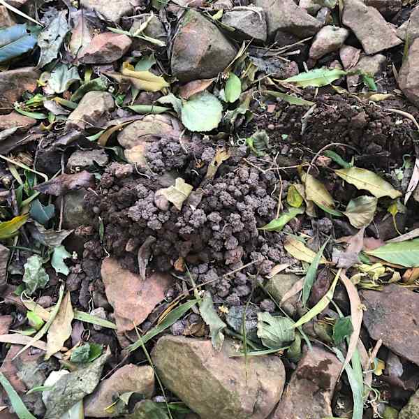 Diggings of a freshwater crayfish along a local waterway, Crooked River. The species is not known. Image by Emma Rooksby.