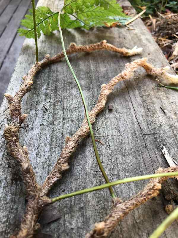 Another picture of the fronds of Hare's Foot Fern, showing the mix of dark and pale colours. While the newer shoots are pale, the more established part of the rhizome is covered in dark hair-like scales. Image by Conrad Denyer.