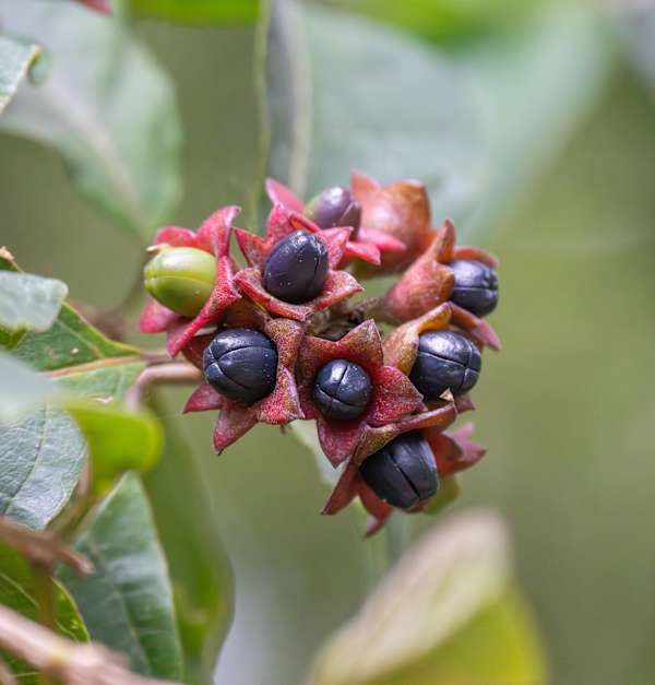 Fruit of Hairy Clerodendron (C. tomentosum), a rainforest shrub or small tree that is widespread across the region, and produces abundant fruit in good years. This species is a useful component in gardens in areas that would once have contained rainforest. Image by Emma Rooksby.