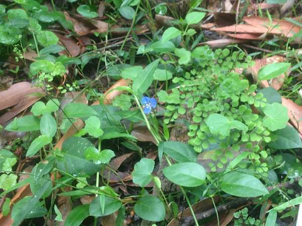 An area such as this, with a mix of low ground covers producing a range of fruit and seeds, would be a good component in a garden designed for Long-nosed Bandicoots. Image by Emma Rooksby.