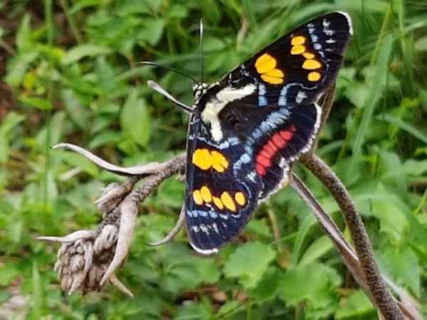 Joseph's Coat Moth (Agarista agricola) one of the most spectacular moths to be seen in Illawarra, enjoys the leaves of Slender Grape (Cayratia clematidea) in its larval stage. Image by Elena Martinez.