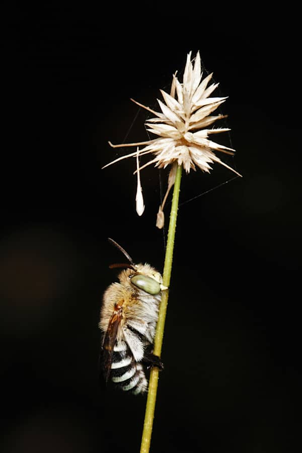 This beautiful image of a Blue-banded Bee (Amegilla sp.) roosting on the stem of a Hedgehog Grass (Echinopogon ovatus) was taken by Tina Hanneman. This is just one of many native bees that call the Illawarra home.