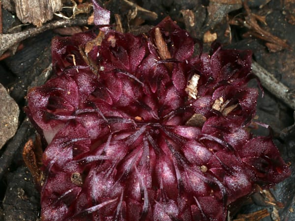 The inflorescence of an Underground Orchid, currently known as Rhizanthella sp. aff. slateri, as its species identification has not yet been confirmed. It may be Rhizanthella slateri, or perhaps a whole new species of Rhizanthella. Image by Jim Cootes, Conservation Officer for the Macarthur Australasian Native Orchid Society. .
