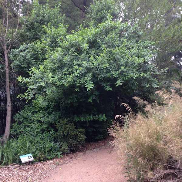 A small and bushy Sandpaper Fig (Ficus coronata) growing in the Towri bush tucker gardens at Wollongong Botanic Garden. It is by far the smallest local fig species. Image: Emma Rooksby