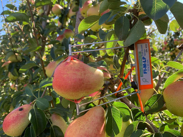 Vic Hub horticulture project one of five awarded in national long-term trials program