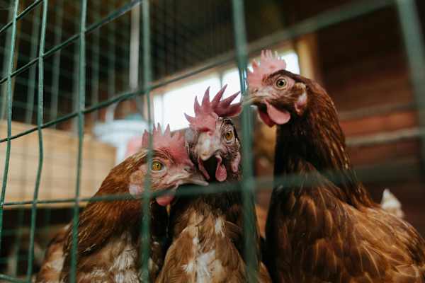 Realistic approach needed to caged-egg ban