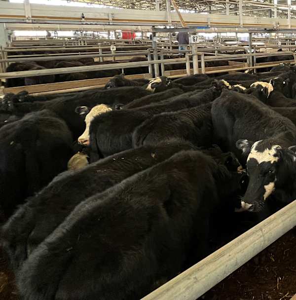 Lighter cattle prices jump at bigger than expected yarding
