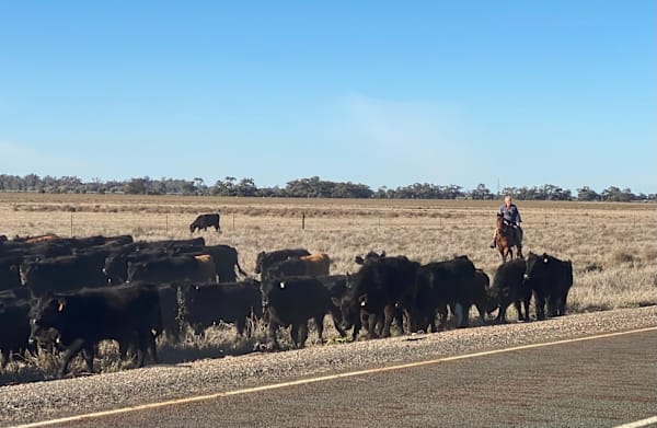 Rod Manning has gone a droving