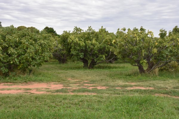  The Heward family orchard in Monash. Pictured is some of the orchard’s black genoa fig trees. PHOTOS: Alexandra Bull