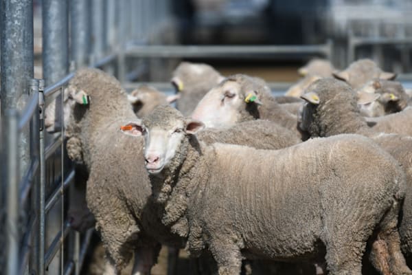 Prices lift for Merino ewes selling from $165 to $273/head