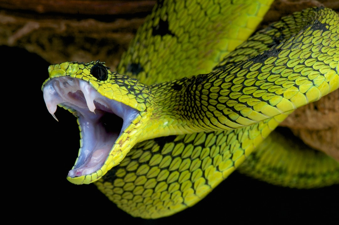 elapidae fangs