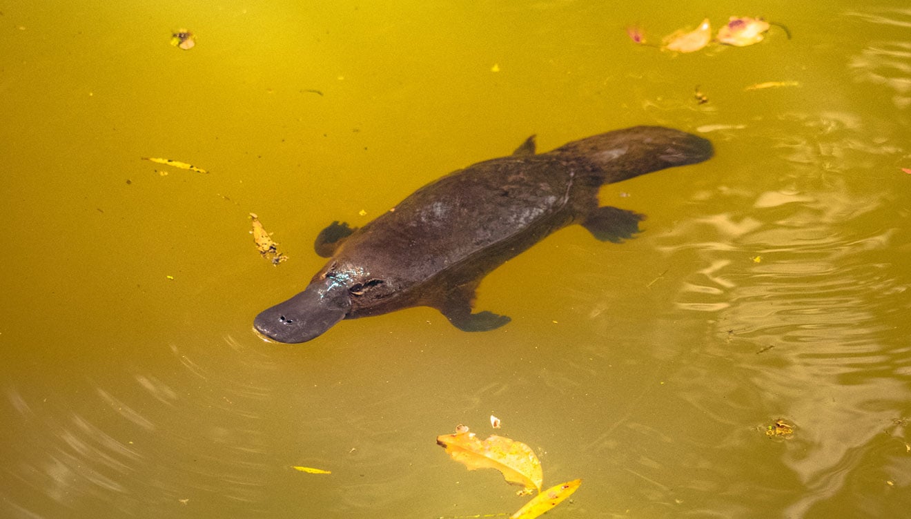 Platypus swimming in a river