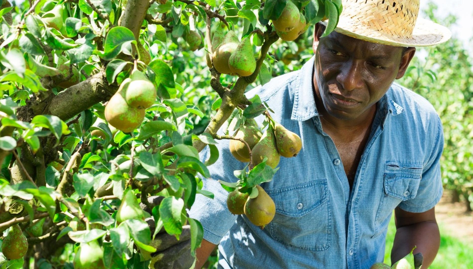 Pacific Island worker picks figs off a tree.