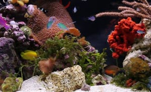 Video: An Ocean Film