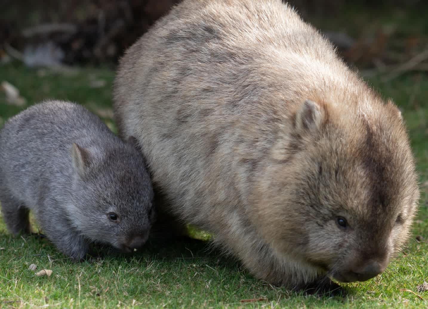 A wombat and its baby.