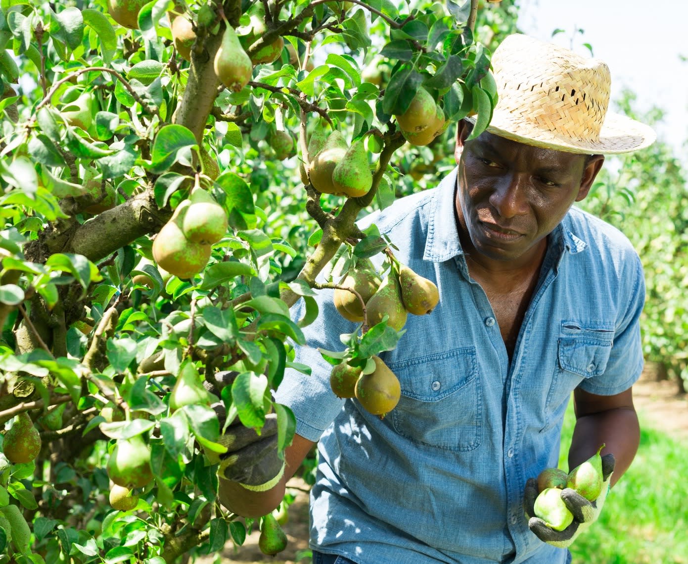 Pacific Island worker picks figs off a tree.