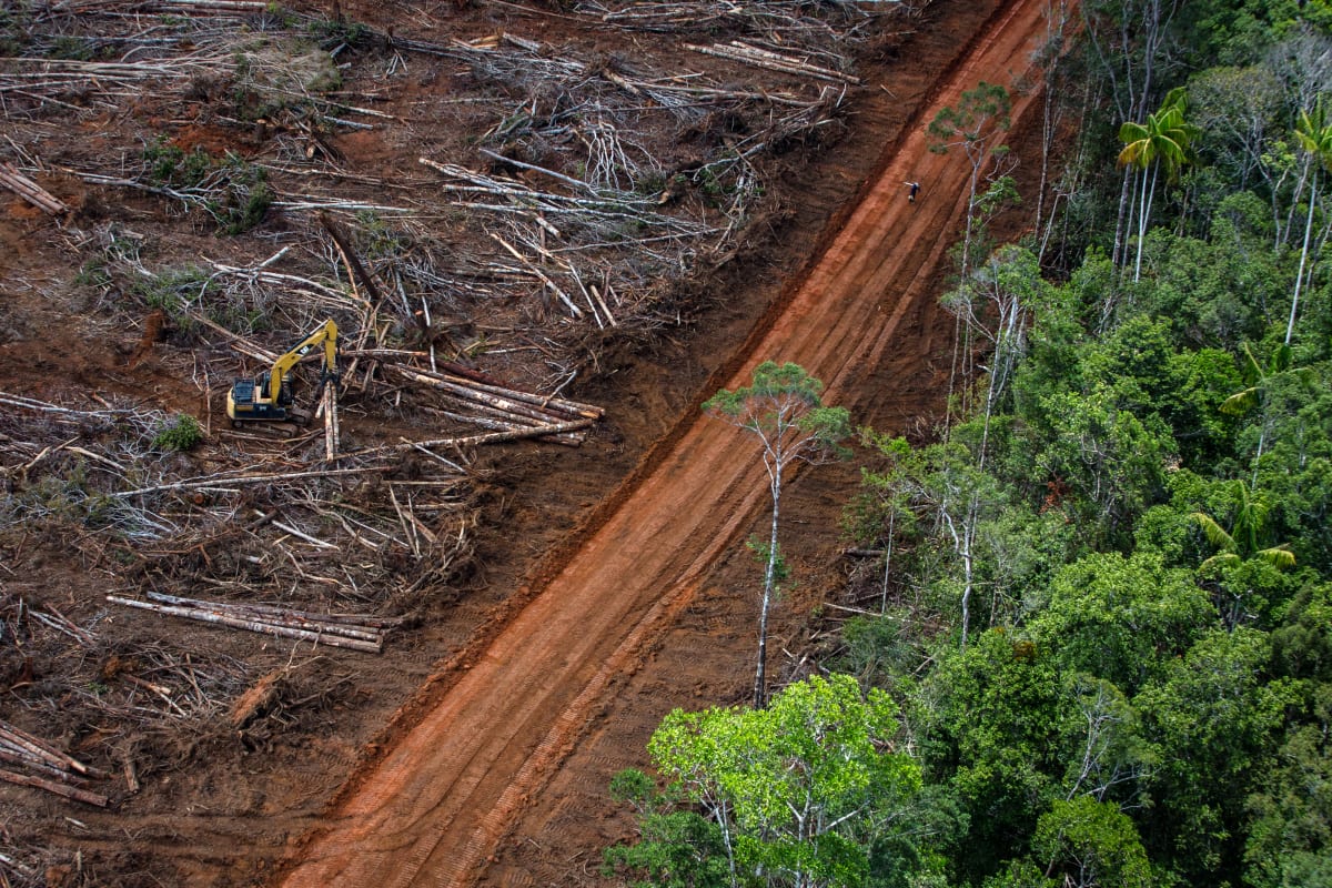 Forest clearance in the Tanah Merah project