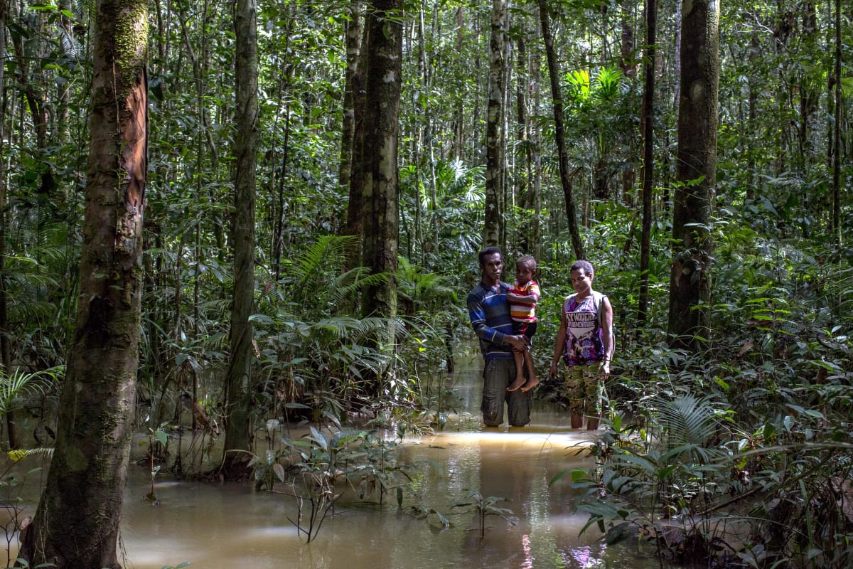 Dreams, Dollars and Destruction of a Rainforest