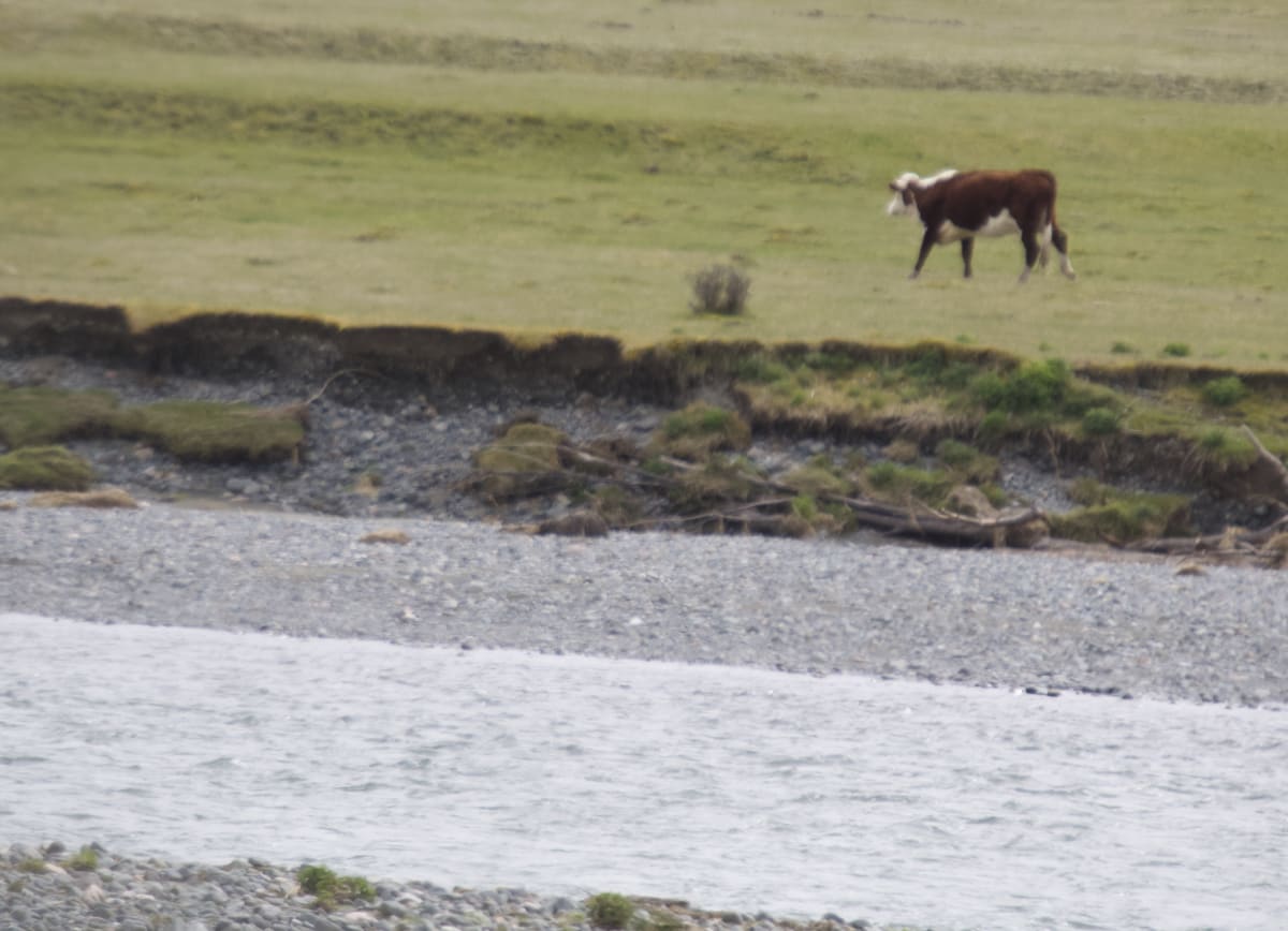 ‘Negligent’ DoC Lets Cattle In National Park