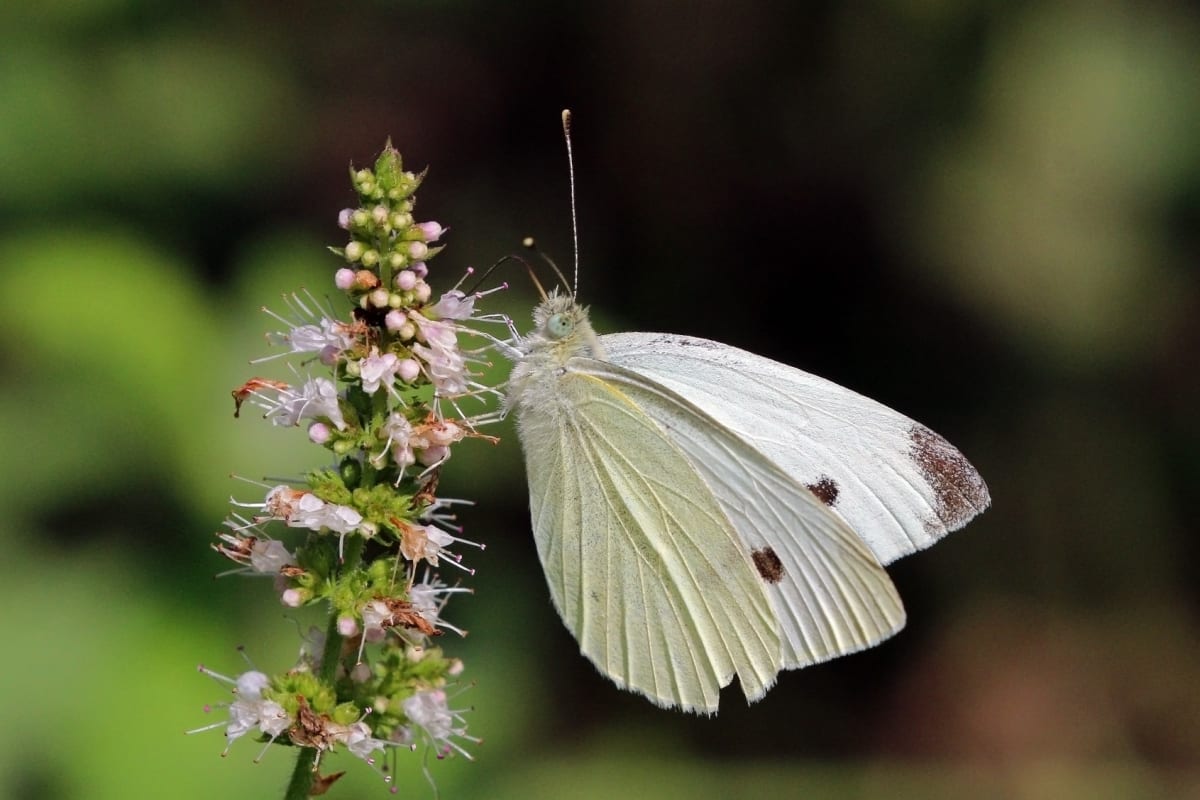 Cabbage White Butterfly - The Australian Museum