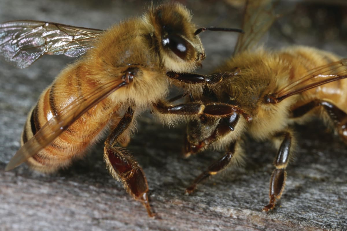 Book of the Week: Bees are Rubbish