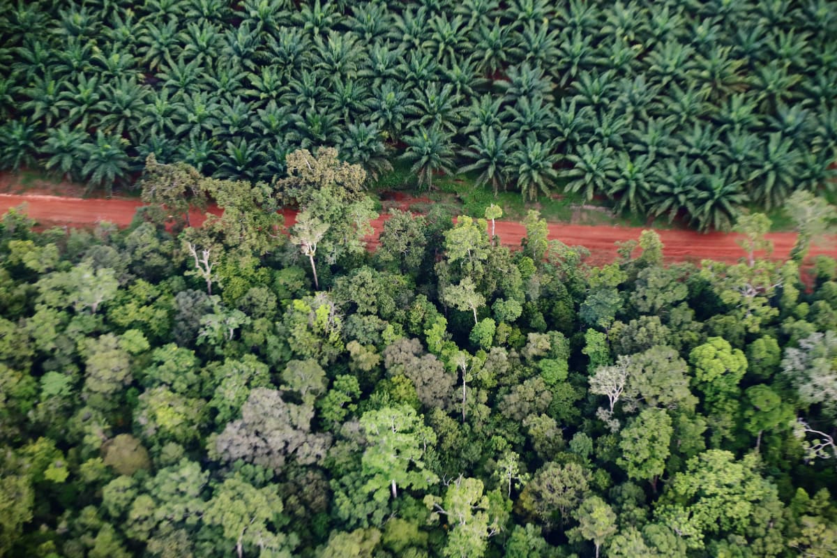 Tanah Merah project in Papua